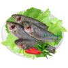 sku:62868000479