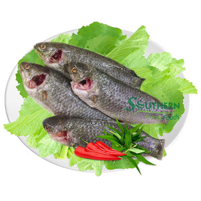sku:62868000479