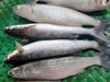 sku:893509114010