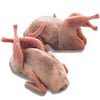 WINGTAT QUAIL 6PCS 1 ea
