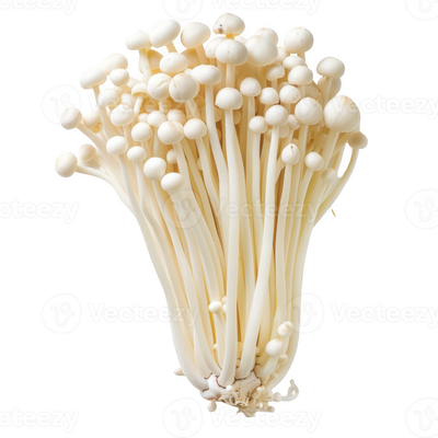 MOUNT KUMGANG ENOKI MUSHROOM