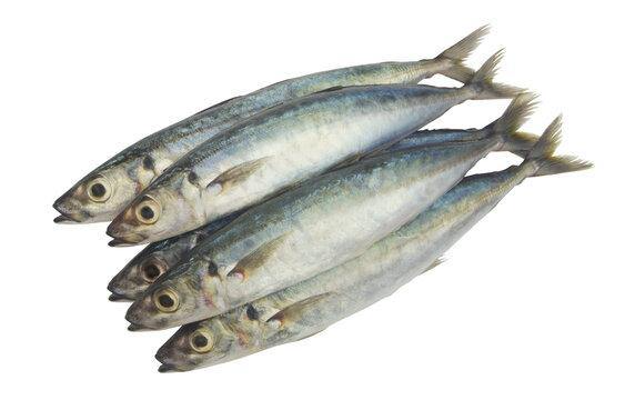 C.C GALUNGONG TRAY 400 g